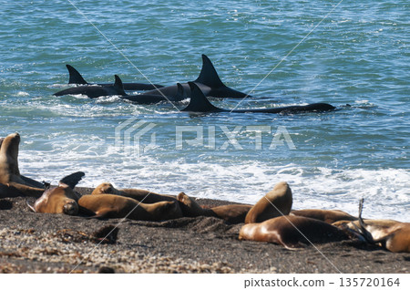 Orca family hunting sea lions on the paragonian coast, Patagonia, Argentina 135720164