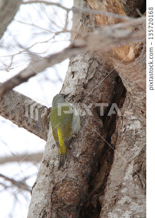 灰頭啄木鳥 ♀ 啄木鳥 山啄木鳥、山青啄木鳥 北海道野鳥 灰頭啄木鳥 ♀ 啄木鳥 山啄木鳥、山青啄木鳥 北海道野鳥 135720168