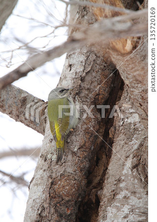 灰頭啄木鳥 ♀ 啄木鳥 山啄木鳥、山青啄木鳥 北海道野鳥 灰頭啄木鳥 ♀ 啄木鳥 山啄木鳥、山青啄木鳥 北海道野鳥 135720169