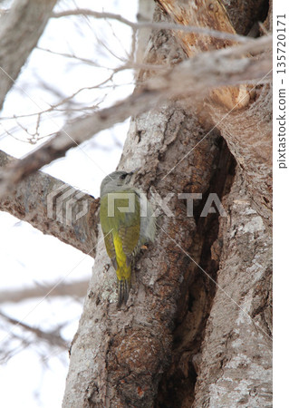Grey-headed Woodpecker ♀ Woodpecker Mountain Woodpecker, Mountain Green Woodpecker Wild Bird in Hokkaido Grey-headed Woodpecker ♀ Woodpecker Mountain Woodpecker, Mountain Green Woodpecker Wild Bird in Hokkaido 135720171
