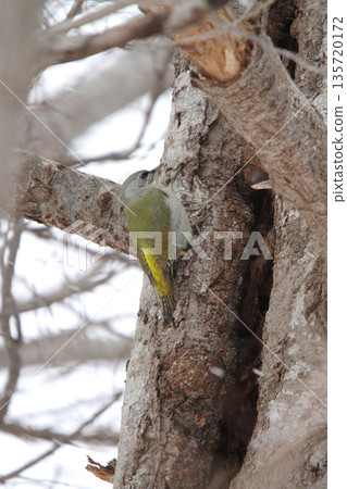 Grey-headed Woodpecker ♀ Woodpecker Mountain Woodpecker, Mountain Green Woodpecker Wild Bird in Hokkaido Grey-headed Woodpecker ♀ Woodpecker Mountain Woodpecker, Mountain Green Woodpecker Wild Bird in Hokkaido 135720172