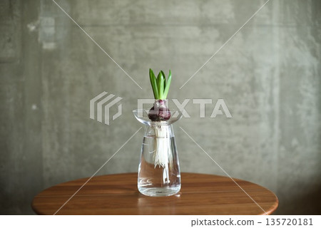 Hydroponic hyacinths sprouting Hydroponic hyacinths sprouting 135720181