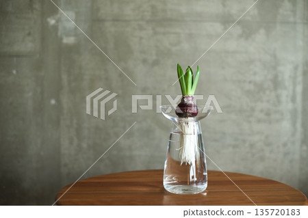 水耕風信子發芽 135720183