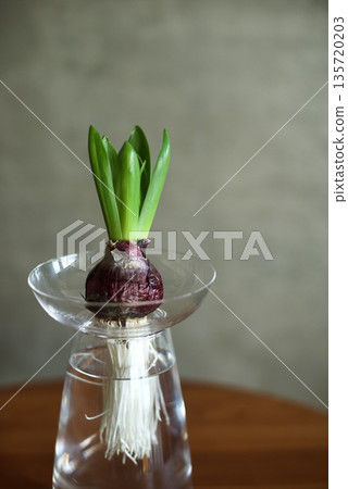 Hydroponic hyacinths sprouting Hydroponic hyacinths sprouting 135720203