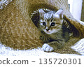 A kitten 135720301