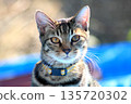Pet 135720302