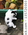Cat 135720303