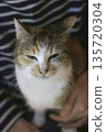 Mike cat 135720304