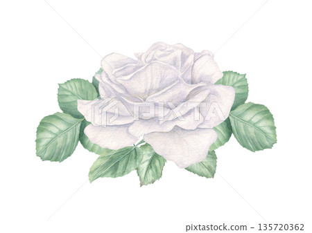 White flower on green foliage watercolor illustration on isolated background. Rose and leaves composition. Floral detailed element for Valentine day cards, Mother day invitations, wedding design. 135720362
