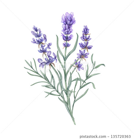 Lavender bouquet watercolor illustration on isolated background. Purple flowers and green leaves composition. Rosemary wildflower branches for culinary blogs, recipes, aromatherapy Provence posters. Lavender bouquet watercolor illustration on isolated background. Purple flowers and green leaves composition. Rosemary wildflower branches for culinary blogs, recipes, aromatherapy Provence posters. 135720363