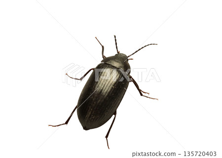 A beetle from the darkling beetle family. A beetle from the darkling beetle family. 135720403