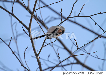 Long-tailed Tit, Long-tailed Tit, Snow Fairy, Hokkaido Wild Bird Long-tailed Tit, Long-tailed Tit, Snow Fairy, Hokkaido Wild Bird 135720504