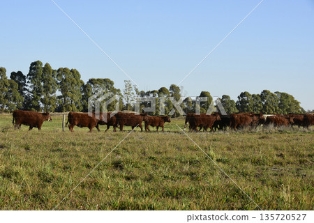 Countryside landscape with cows grazing, La Pampa, Argentina 135720527