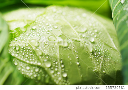 帶有水滴的新鮮捲心菜（背景素材/紋理） 135720581