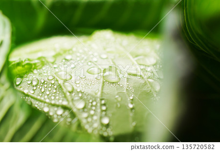 Fresh cabbage with water droplets (background material/texture) Fresh cabbage with water droplets (background material/texture) 135720582