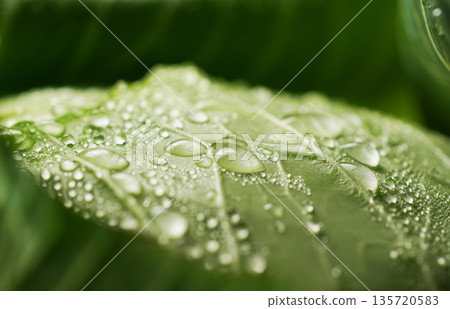 Fresh cabbage with water droplets (background material/texture) 135720583