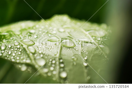 Fresh cabbage with water droplets (background material/texture) 135720584