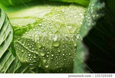 Fresh cabbage with water droplets (background material/texture) 135720589