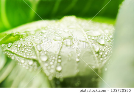 Fresh cabbage with water droplets (background material/texture) 135720590