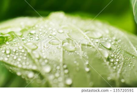Fresh cabbage with water droplets (background material/texture) 135720591