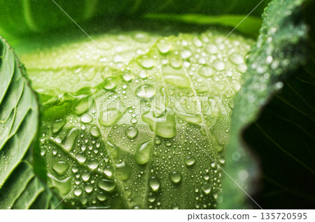 帶有水滴的新鮮捲心菜（背景素材/紋理） 135720595