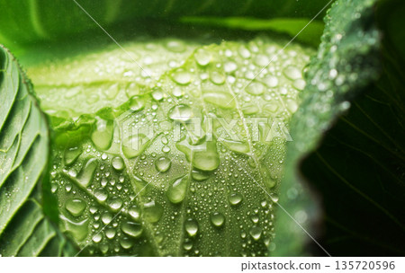 Fresh cabbage with water droplets (background material/texture) Fresh cabbage with water droplets (background material/texture) 135720596
