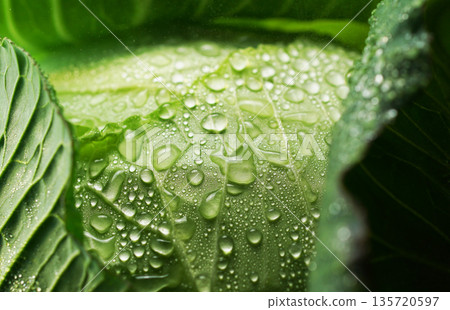 帶有水滴的新鮮捲心菜（背景素材/紋理） 135720597