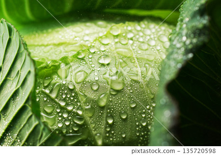 帶有水滴的新鮮捲心菜(背景素材/紋理) 帶有水滴的新鮮捲心菜(背景素材/紋理) 135720598