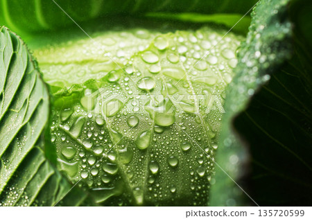 帶有水滴的新鮮捲心菜（背景素材/紋理） 135720599