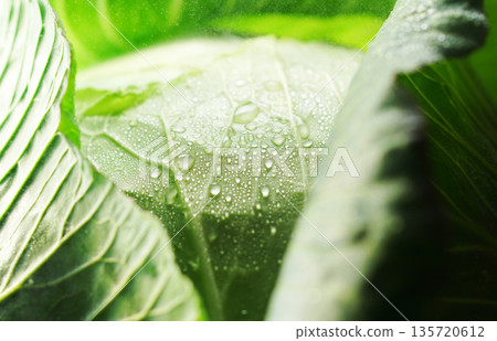 Fresh cabbage with water droplets (background material/texture) Fresh cabbage with water droplets (background material/texture) 135720612