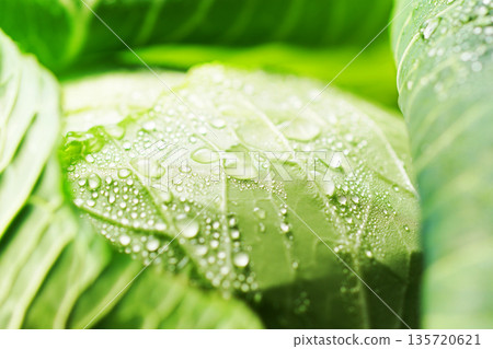 Fresh cabbage with water droplets (background material/texture) 135720621