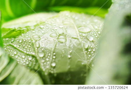 Fresh cabbage with water droplets (background material/texture) Fresh cabbage with water droplets (background material/texture) 135720624