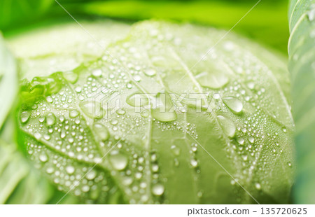 Fresh cabbage with water droplets (background material/texture) Fresh cabbage with water droplets (background material/texture) 135720625