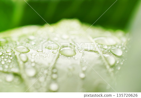 Fresh cabbage with water droplets (background material/texture) Fresh cabbage with water droplets (background material/texture) 135720626