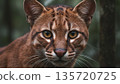 Wild Cat Predator Portrait In Forest 4k ai 135720725