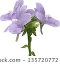 淡紫色金魚草花，數位插畫風格，特寫鏡頭展現了一株美麗的庭園植物，背景透明。 135720772