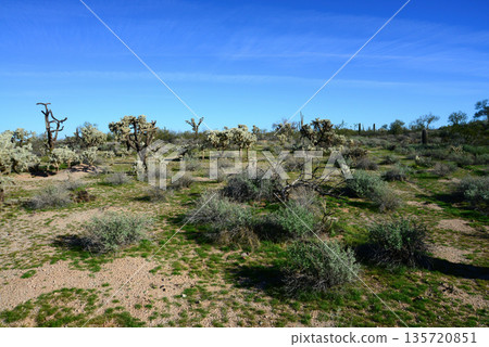 Landscape Sonoran Desert Arizona Landscape Sonoran Desert Arizona 135720851