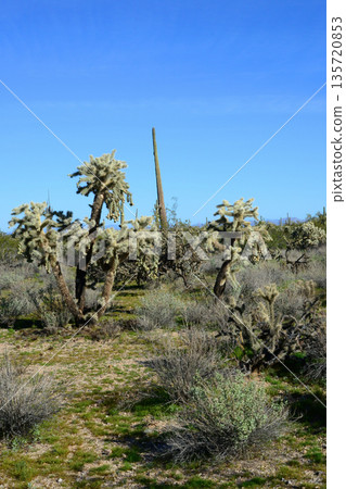 Landscape Sonoran Desert Arizona 135720853