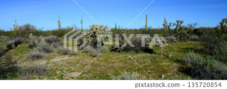 Landscape Sonoran Desert Arizona 135720854