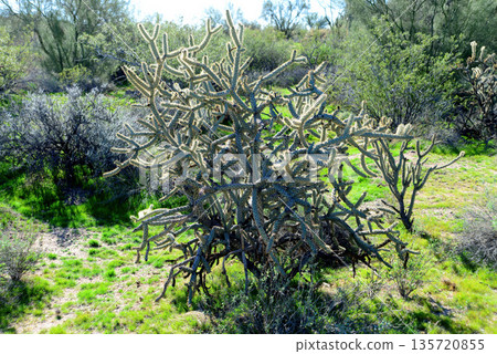 Cholla cactus, Sonora Desert, Mid Winter 135720855