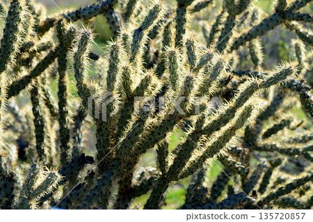 Cholla cactus, Sonora Desert, Mid Winter 135720857