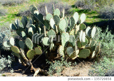 Prickly Pear Cactus Sonora Desert Arizona 135720858