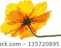 鮮豔的黃色波斯菊花瓣，數位藝術風格特寫，透明背景植物插圖素材 135720895