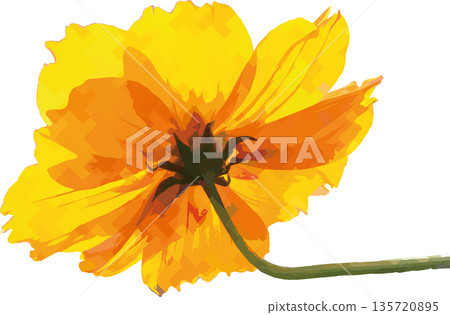 鮮豔的黃色波斯菊花瓣，數位藝術風格特寫，透明背景植物插圖素材 135720895
