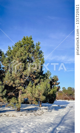 Evergreen pine trees standing in deep white snow under a clear blue sky on a bright sunny winter day. Evergreen pine trees standing in deep white snow under a clear blue sky on a bright sunny winter day. 135720921