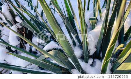 Evergreen yucca leaves with thin white curly fibers covered in fresh snow on a cold winter day. 135720923