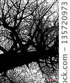 一棵冬日枯樹的強大輪廓。密集交疊的樹枝構成了一幅平面藝術背景素材。 135720973