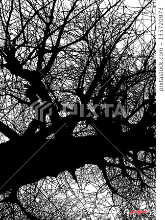 一棵冬日枯樹的強大輪廓。密集交疊的樹枝構成了一幅平面藝術背景素材。 135720973