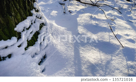 Snow-covered tree trunk with green moss and long shadows on fresh white snow in a winter forest park. 135721016