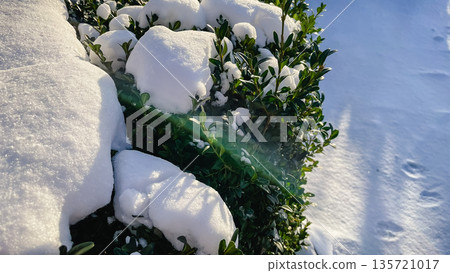 Thick caps of fresh white snow covering green leaves of an evergreen bush in a winter garden. Thick caps of fresh white snow covering green leaves of an evergreen bush in a winter garden. 135721017
